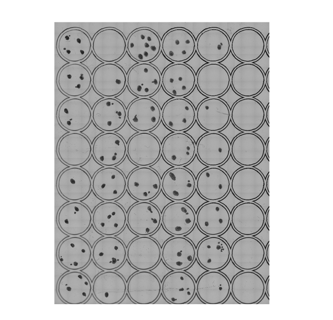 96 Well Plate Colony Analysis